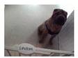 2yr old kc reg male shar-pei (£199). Friendly kc reg....