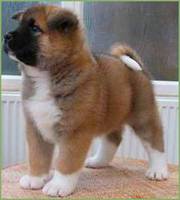 milkish and sweet akita puppy seeking a peaceful home