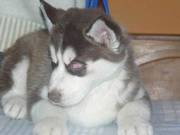 Santa Claus - Siberian Husky puppy for sale