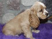 Ukc top Ch Lines Cocker Spaniel Puppies