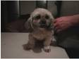 lhasa apso bitch 6 yrs kc reg 5 gen pedigree no endorcments