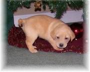 KC Labrador Retriever Puppies NOW AVAILABLE