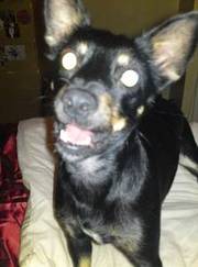 Chihuahua/Jack Russell Cross needs stud