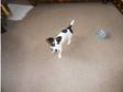 jack russel dog 5 mth (£150). BARNSLEY SOUTH....