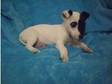 Tiny Chihuahua X Jr. 1 Left. A STUNNING TINY CHIHUAHUA X....