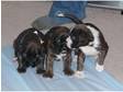 KC Reg Pedigree Boxer puppies