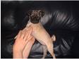 pug female pup