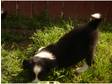 adorable border collies