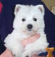 Adorable Westie Puppies!!!!…