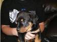 chuncky rottweiler pup (£300). great rottweiler dog....