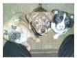 Shiba Inu cross Staffy pups. 1 red and black dog and 1....