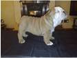 british bulldog bitch puppies