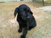 Labrador pups