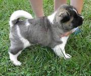 Japanese Akita puppies for sale