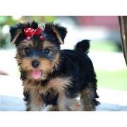 Precious yorkie puppies