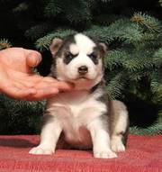 Siberian Husky Puppies