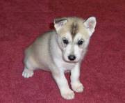 Siberain Husky Puppies For Adoptiopn