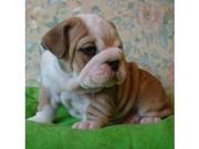 nice looking English bulldog puppies for sale