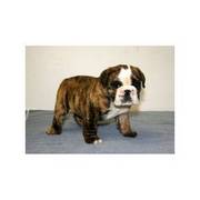 Male and female English Bulldog puppies available