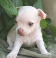 Tiny teacup chihuahua puppy for sale