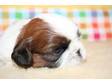 Quality KC Reg Pedigree Shih Tzu Puppies. Quality Kennel....