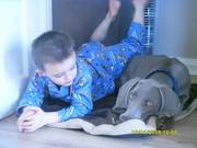 weimaraner