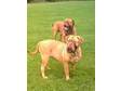 Champion Bloodline Dogue De Bordeaux Puppies For Sale.....