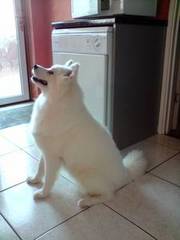 Female Samoyed puppy needs rehoming £500 negotiable