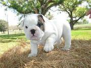 Good Looking English Bulldog Puppies For Cute Homes