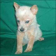 CUTE Australian Cattle Dog