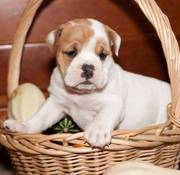 Beautiful English Bulldog puppies for sale