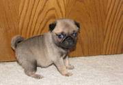 Beautiful Pug puppies for sale