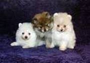 Mini Pomeranian puppies