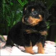 Rottweiler Puppies For Adoption