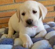 Lovely Labrador Retriever Puppies For Loving Homes