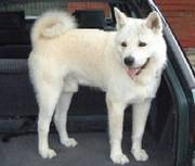 white japanese akita