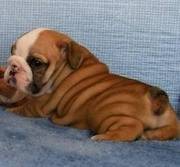 English Bulldog Puppies For Good Homes