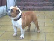 Stud available stunning Bulldog