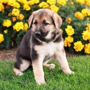 German Shepherd puppies for sale