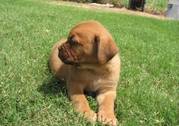 Beautiful Dogue De Bordeaux Puppies For Good Home