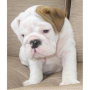 UKC British Bulldog Puppies