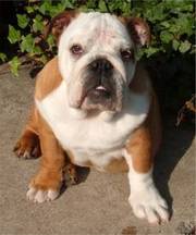 english bulldog for sale