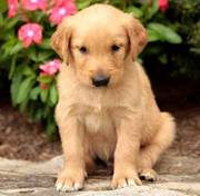 Golden Retriever puppies for sale