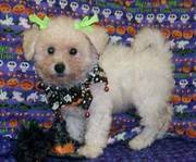 This adorable little girl Bichon Poo * Adorable Little Girl 9 Weeks O