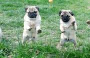 Pug Puppies For Sale