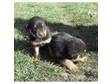 Rottweiler puppies. 6 female rottweiler puppies left, ....