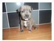 blue staffordshire bull terrier puppie. 1 male left....