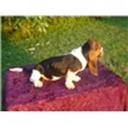 Basset Hound puppy for a Good home