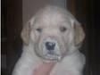 labrador puppies. Gorgeous big chunky puppies,  2Black....