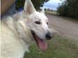 German Shepherd Rescue,  Cambs,  Norfolk & Suffolk have....